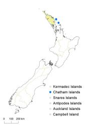 Asplenium pauperequitum distribution map based on databased records at AK, CHR, OTA & WELT.
 Image: K. Boardman © Landcare Research 2017 CC BY 3.0 NZ